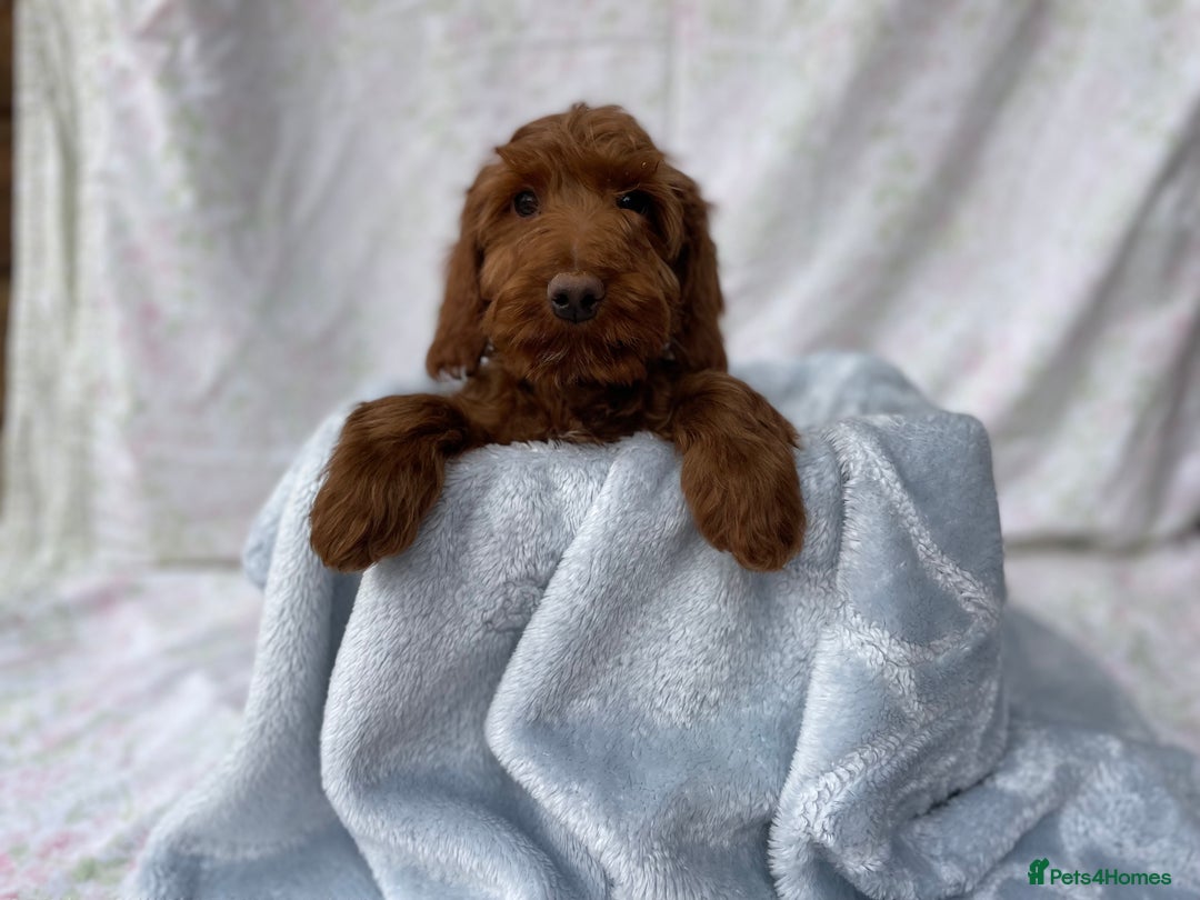 Cockapoo dogs for sale: F1 fox red cockapoos mixed littler new ad   - Image 8