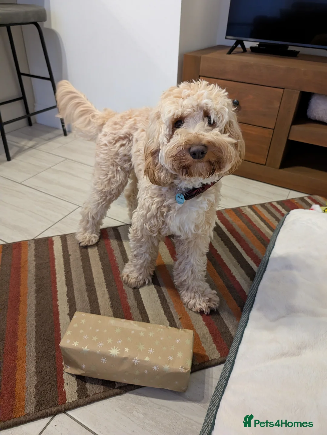 Cockapoo dogs for sale: Cockapooh  - Advert 6