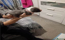 Staffordshire Bull Terrier dogs for sale: Blue staffordshire bull terrier puppies - Image 3