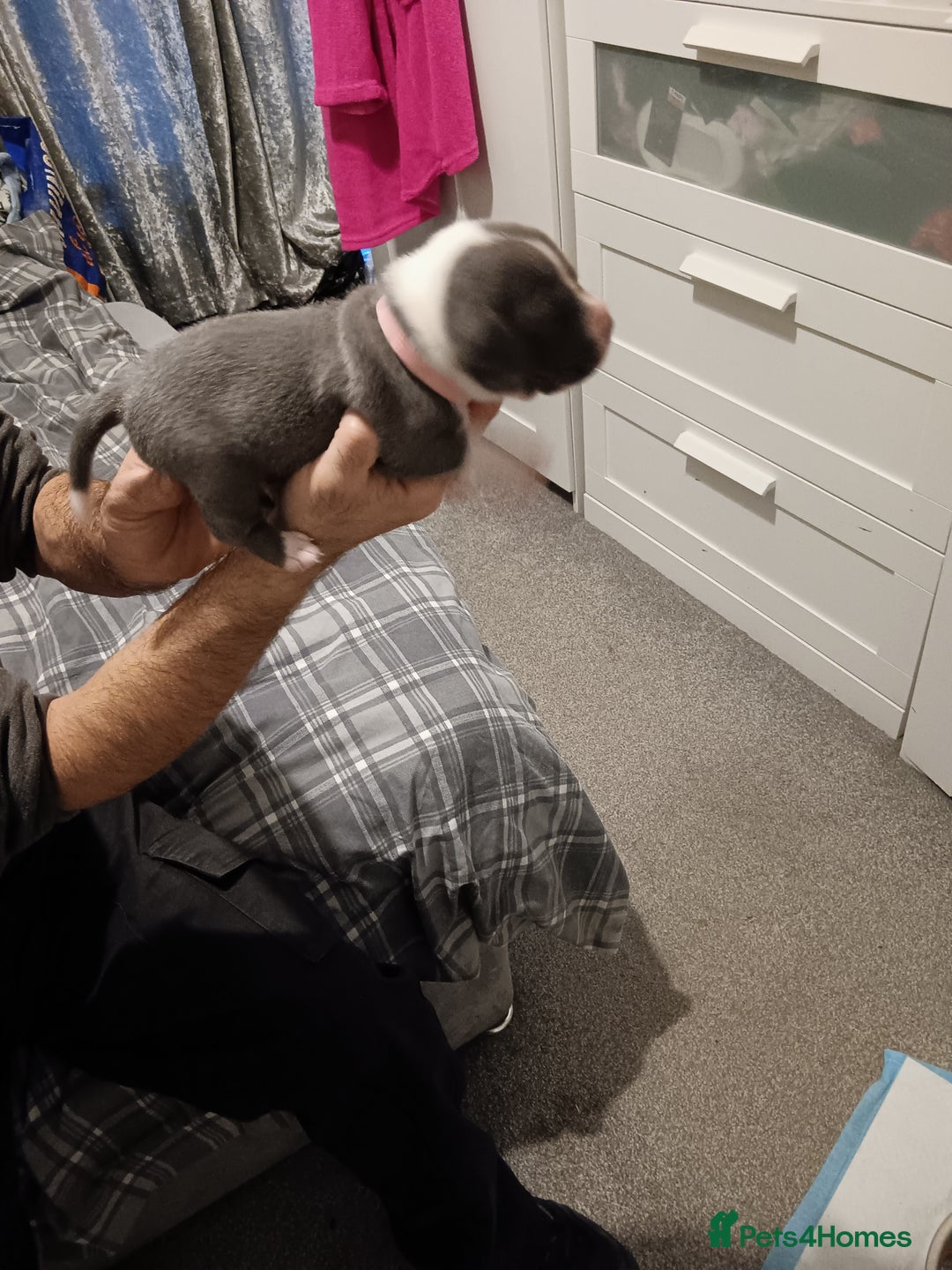 Staffordshire Bull Terrier dogs for sale: Blue staffordshire bull terrier puppies - Image 3