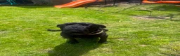 Cane Corso dogs for sale: Female cane corso  - Advert 8