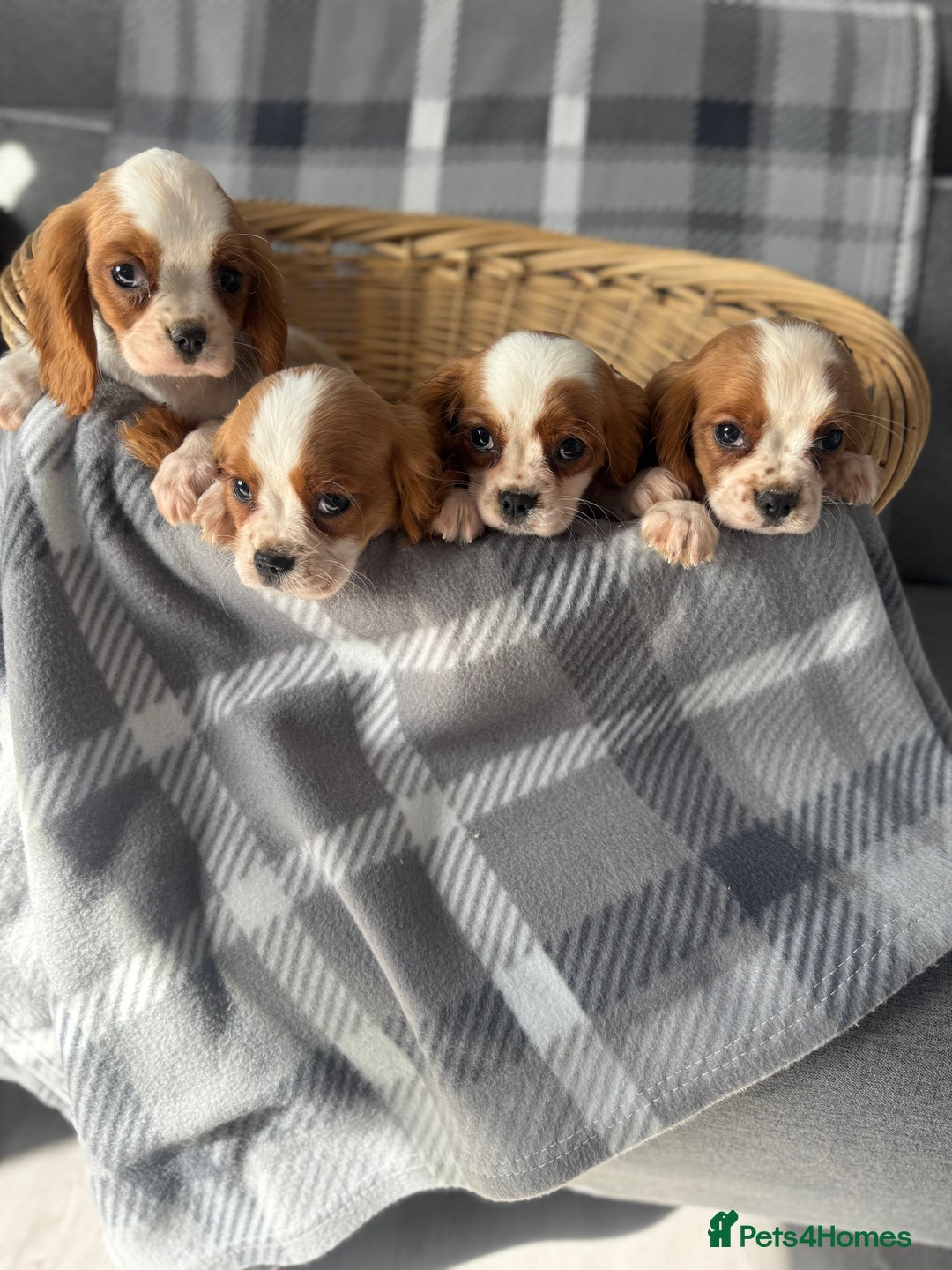 Cavalier King Charles Spaniel dogs for sale: Cavalier King Charles  - Image 3