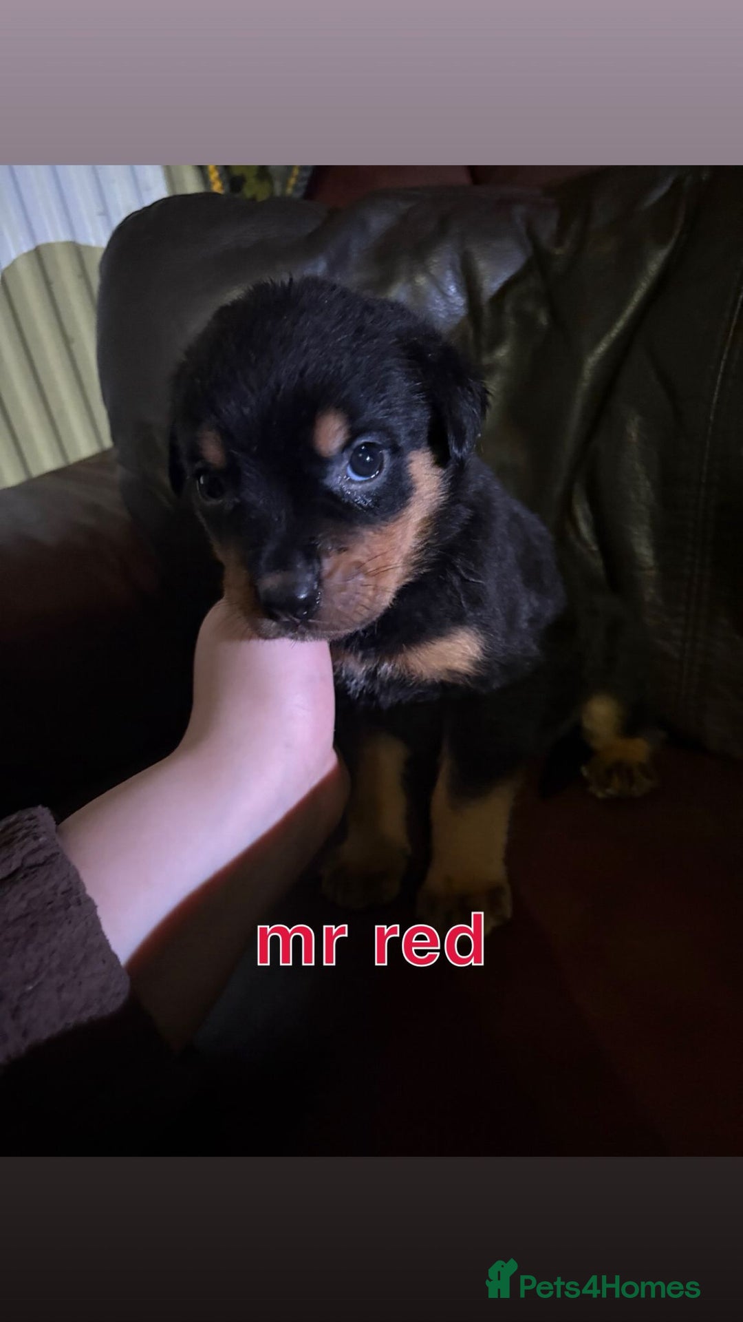 Rottweiler dogs for sale: Big beautiful Rottweiler puppies KC reg - Advert 5