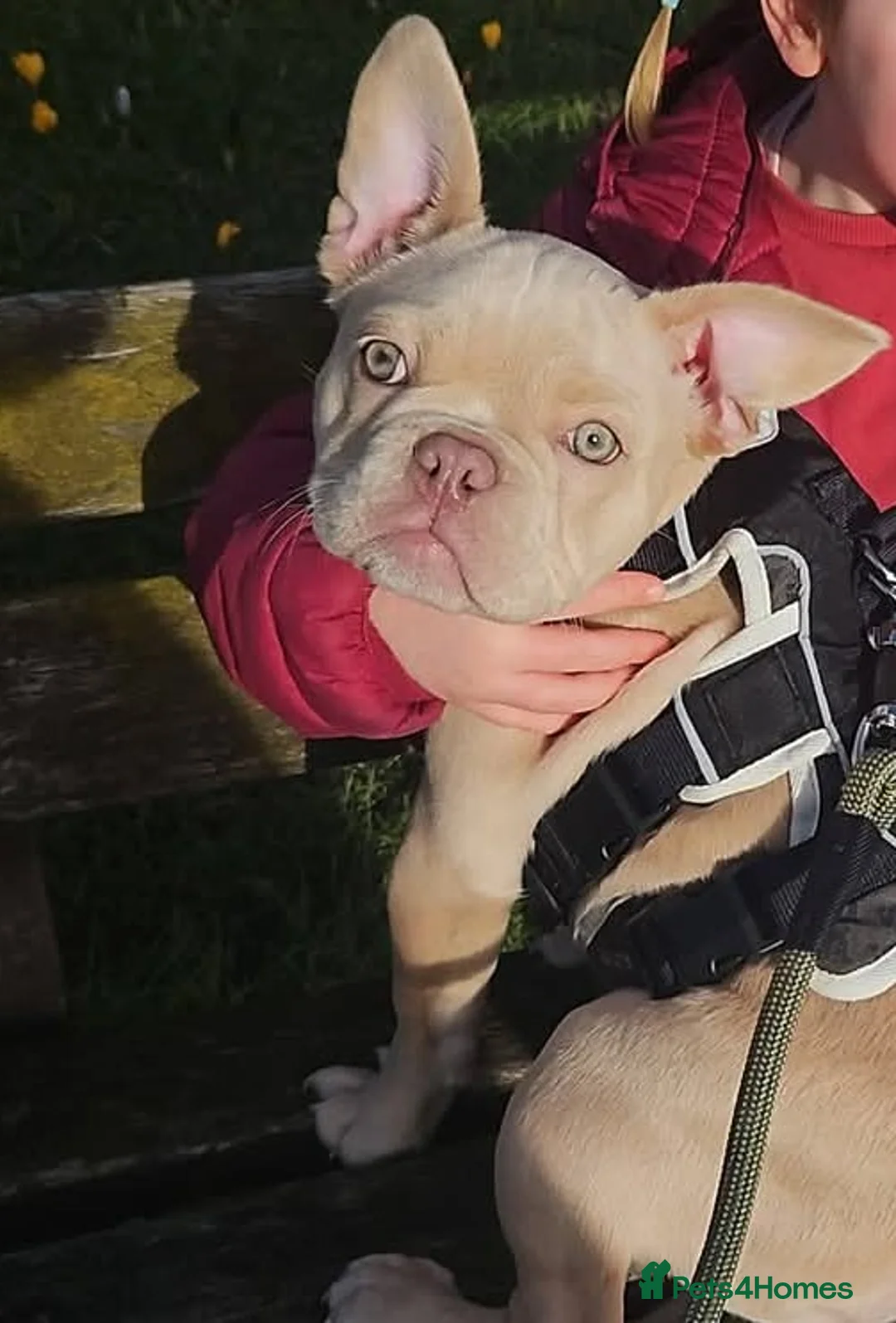French Bulldog dogs for sale: Beautiful boy for sad sale - Advert 4