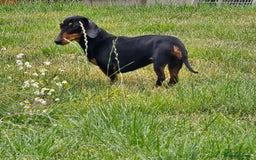 Miniature Dachshund dogs for sale: Loving, Happy Girl looking for loving home  - Image 2