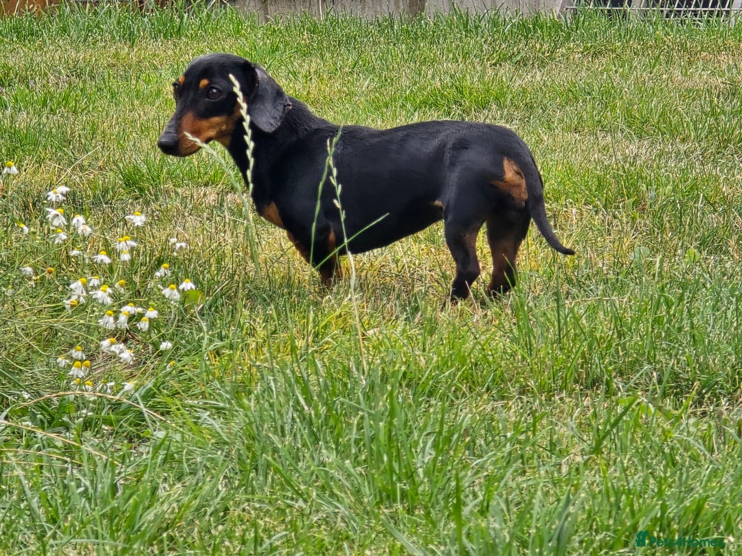 Miniature Dachshund dogs for sale: Loving, Happy Girl looking for loving home  - Image 2