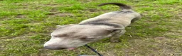 Labrador Retriever dogs for sale: KC Registered Stunning Silver Labrador in Auchterarder - Advert 8