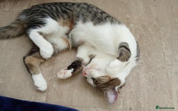 Mixed Breed cats for sale: Urgent rehoming for my kitten!! - Image 4