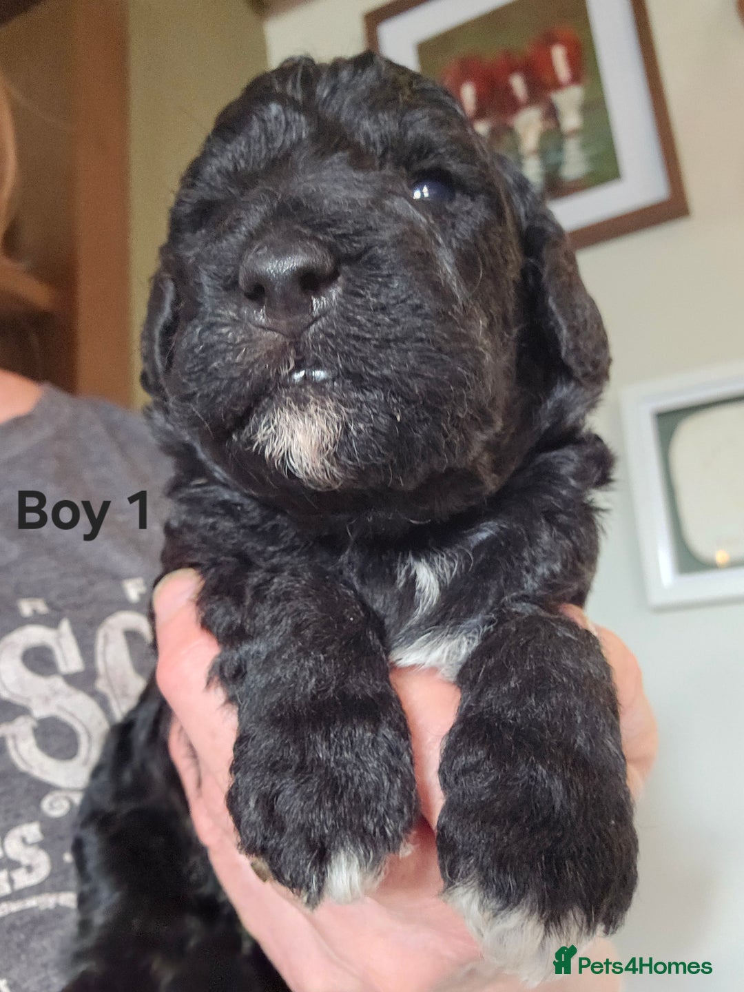 Mixed Breed dogs for sale: Bedlington x Poodle Puppies - Image 9