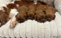 Cavalier King Charles Spaniel dogs for sale: Health tested King Charles cavalier  - Image 2
