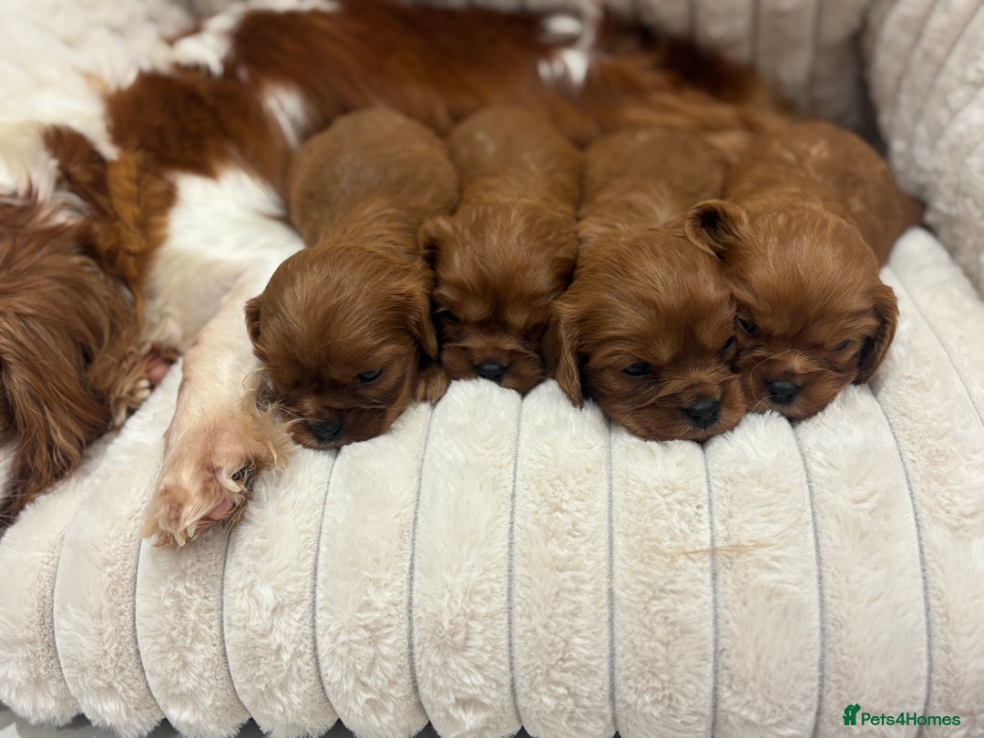 Cavalier King Charles Spaniel dogs for sale: Health tested King Charles cavalier  - Image 2