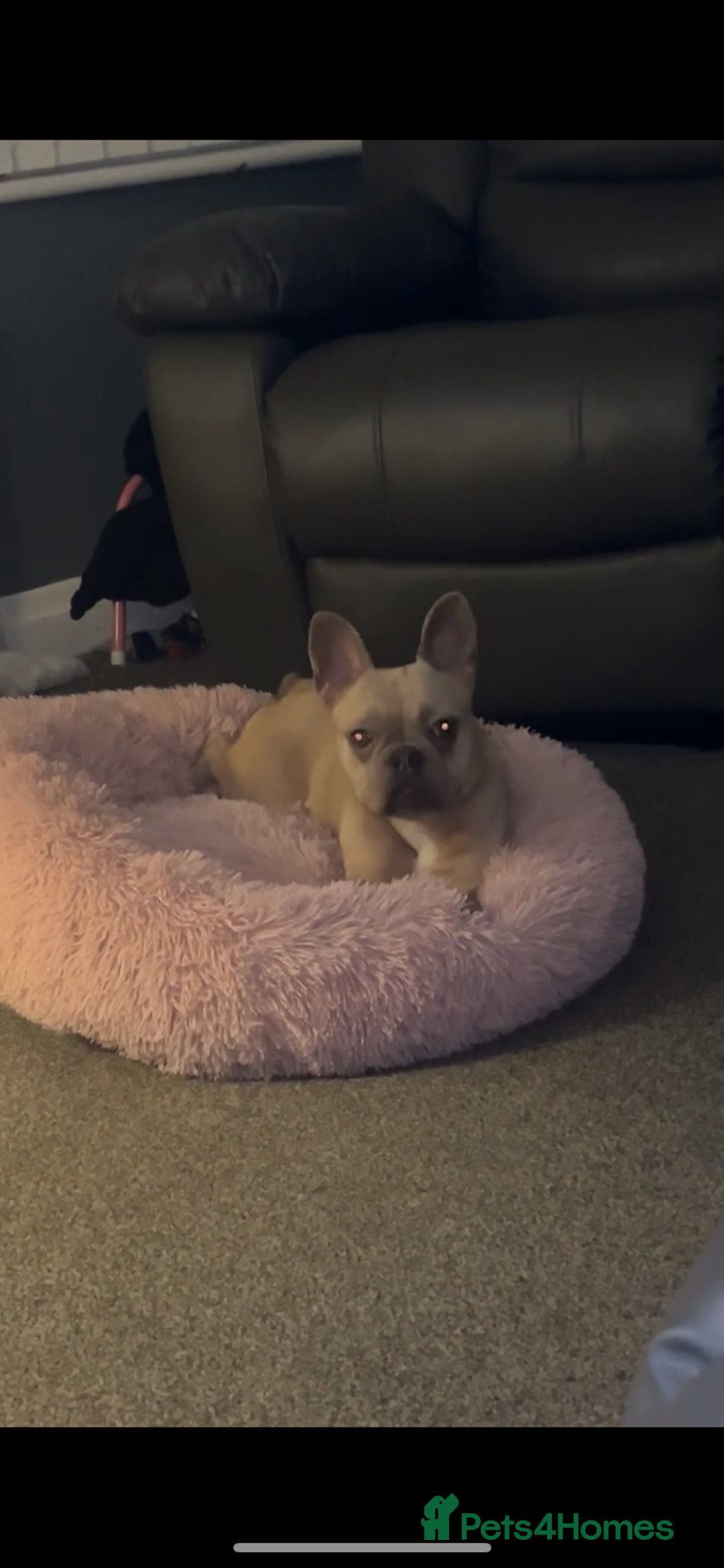 French Bulldog dogs for sale: french bulldog puppy  - Advert 1
