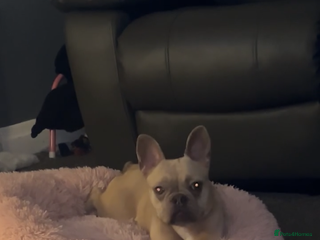 French Bulldog dogs french bulldog puppy - Advert 3