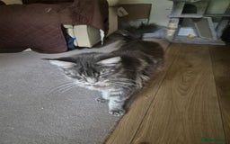 Maine Coon cats for sale: 9 month old maine coon - Image 2