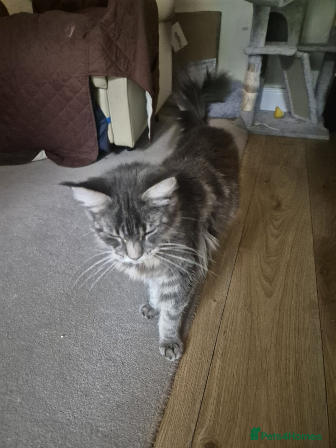 Maine Coon cats for sale: 9 month old maine coon - Image 2
