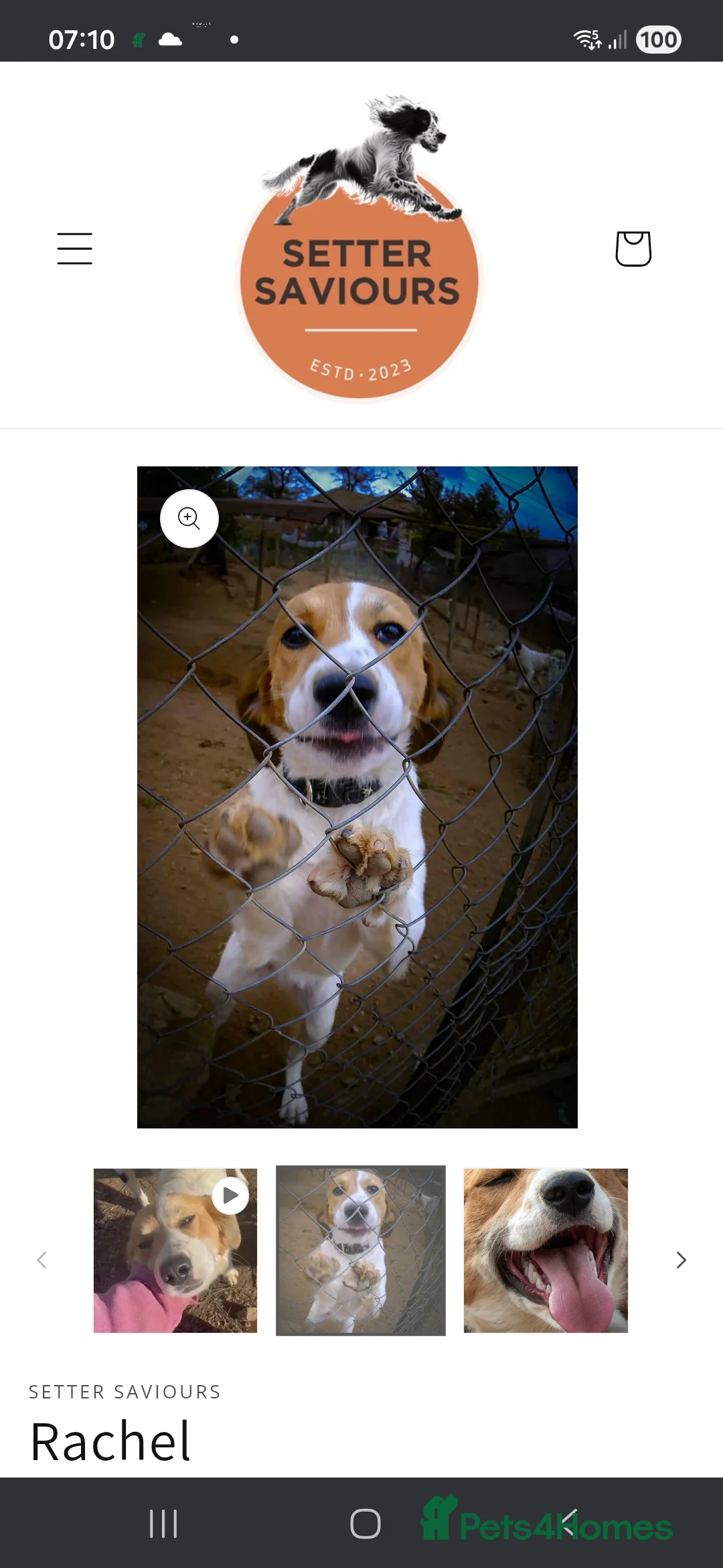 English Setter dogs for adoption: Rachel - Advert 3