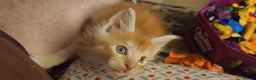 Maine Coon cats for sale: Stunning Maine Coon Babies - Advert 2