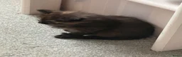 Mixed Breed cats for sale: Beautiful mixed breed kittens  - Advert 11