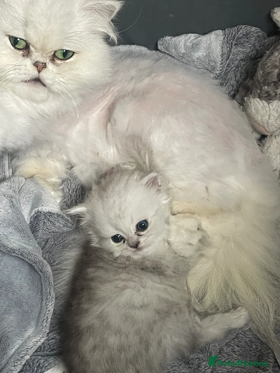 Persian cats for sale: Chinchilla Persian  in West Bromwich - Advert 4