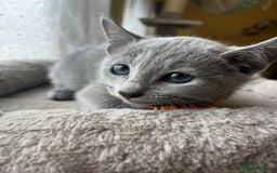 Russian Blue cats for sale: TICA REGISTERED Pure Breed Russian Blue Kittens - Image 17
