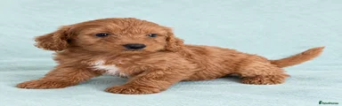 Cockapoo 6