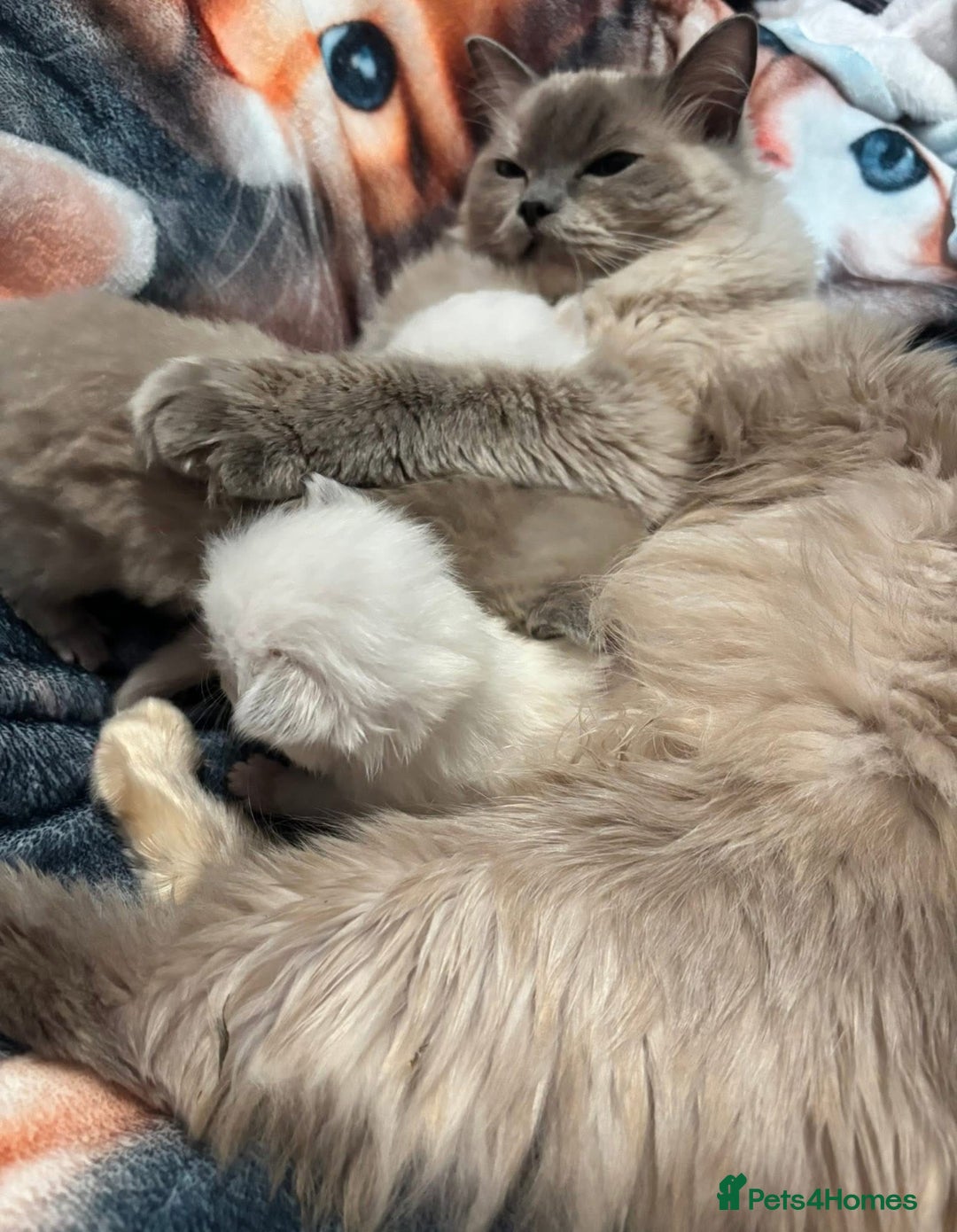 Ragdoll cats for sale: TICA ragdoll and cherubim kittens - Advert 6