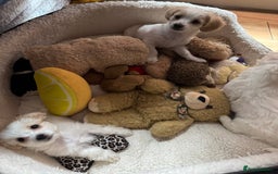 Bichon Frise dogs for sale:  ⸻  🐾 Adorable Bichon Frise Puppies for Sale!  - Image 6