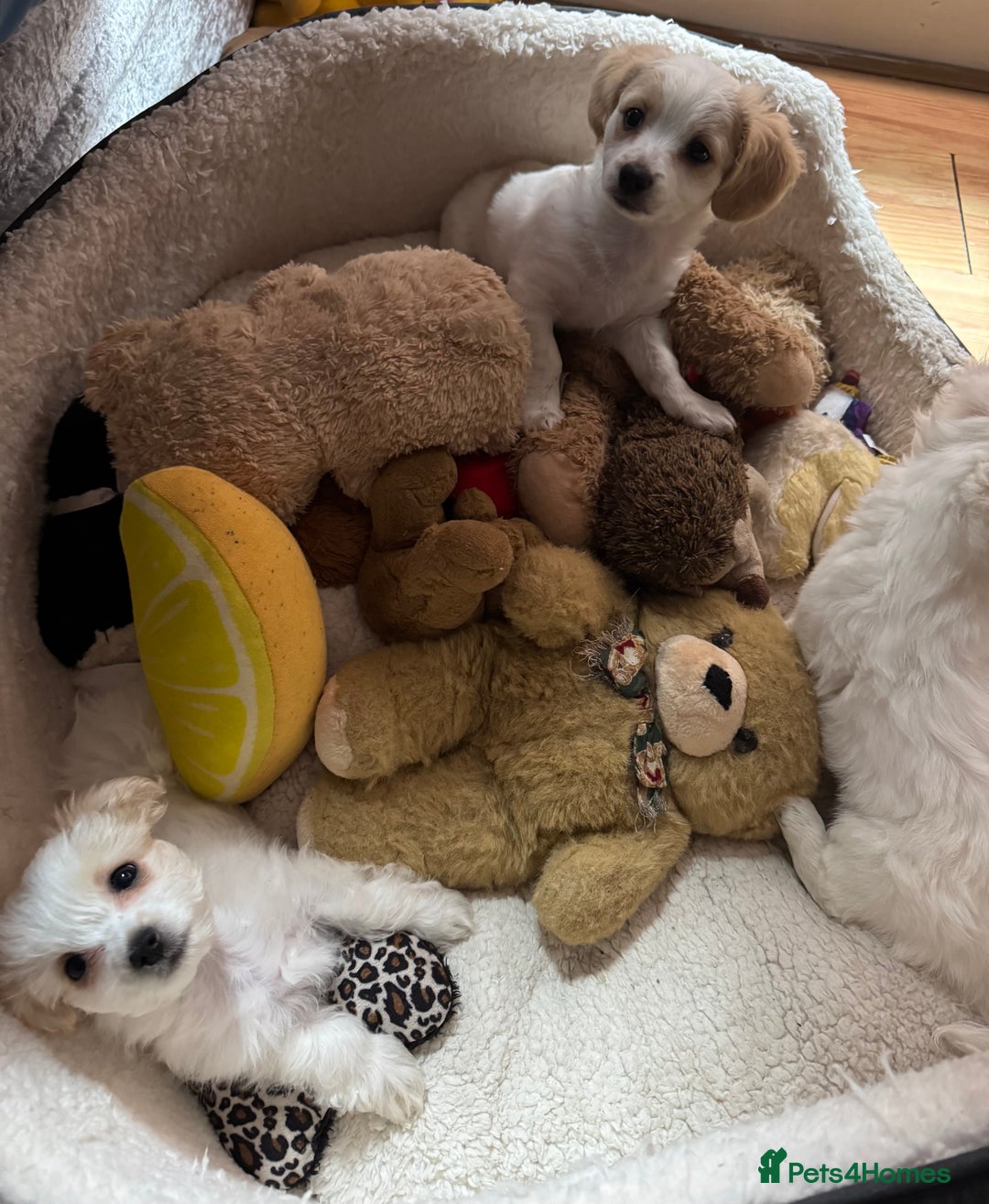 Bichon Frise dogs for sale:  ⸻  🐾 Adorable Bichon Frise Puppies for Sale!  - Image 6