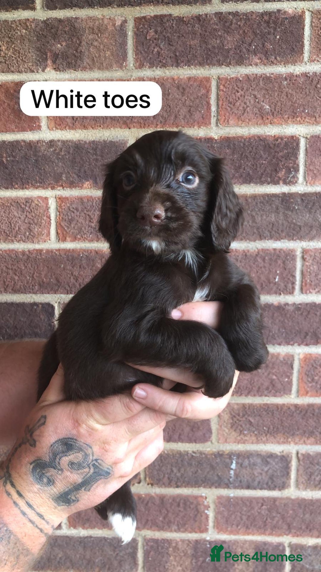 Sprocker dogs for sale: F1 Sprocker Puppies - Image 4