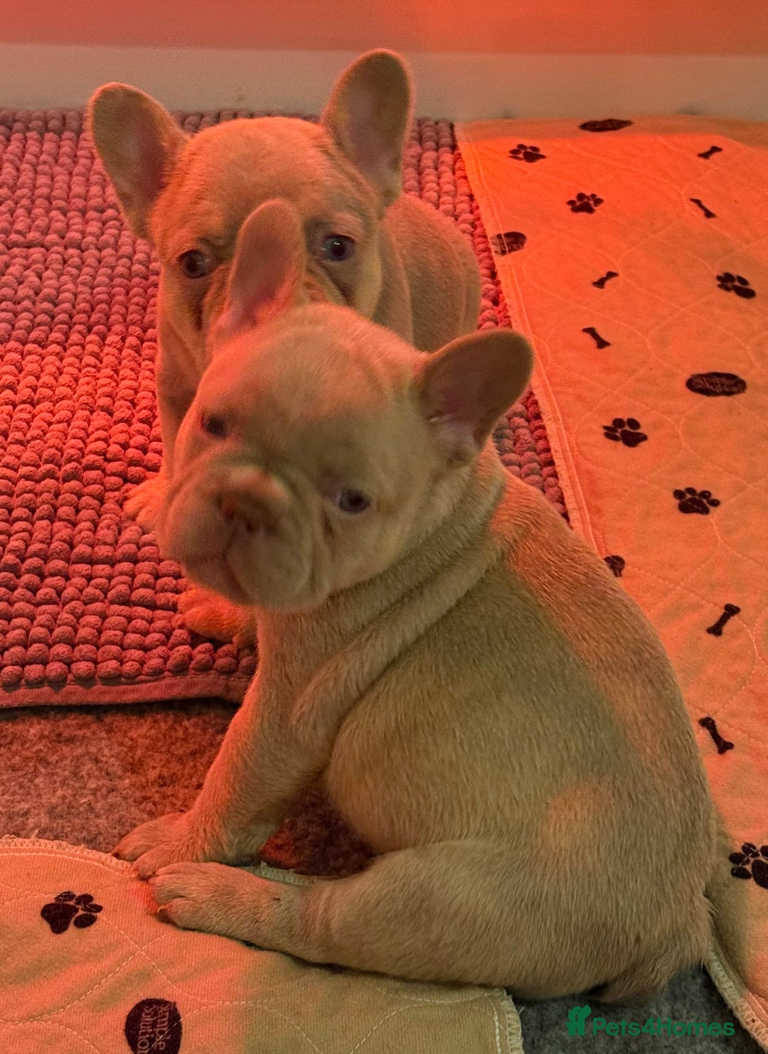 French Bulldog dogs for sale: French Bulldog Puppies  - Advert 10
