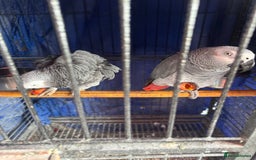 Parrots birds for sale: 2 African grey parrots  - Image 6