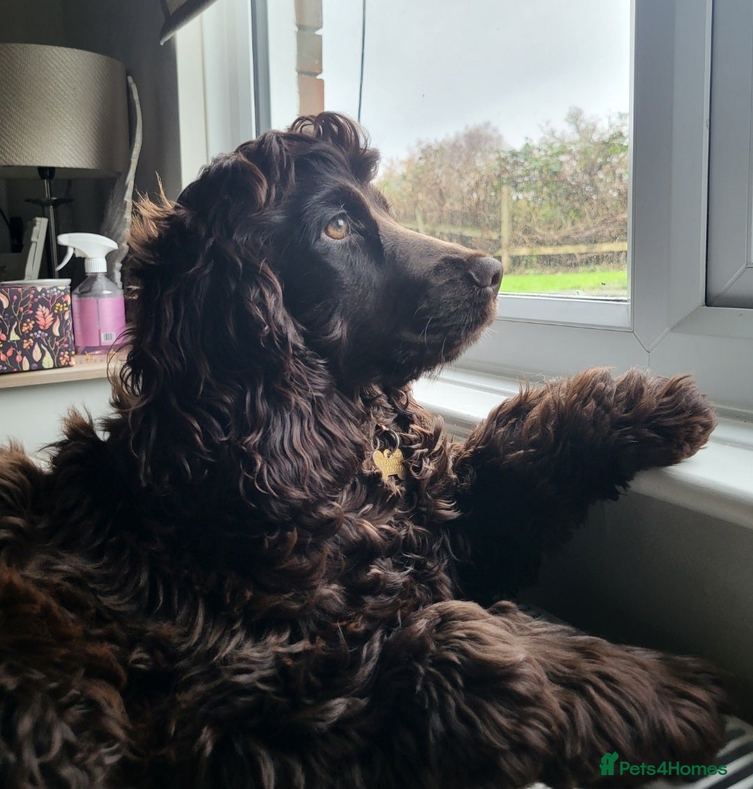 Cocker Spaniel dogs Cocker spainel  - Advert 1