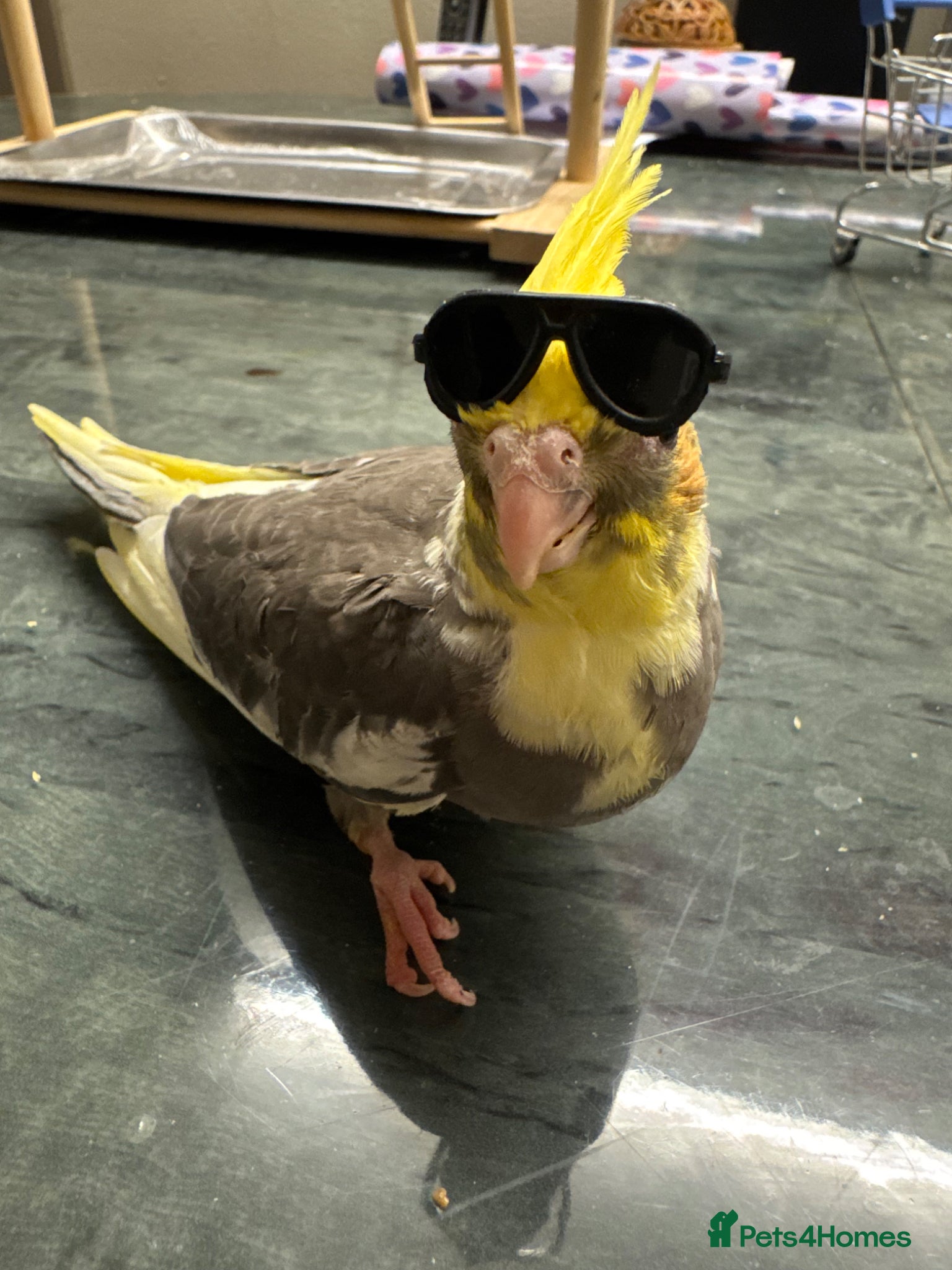 Cockatiels birds Baby cockatiels for sale  - Advert 1