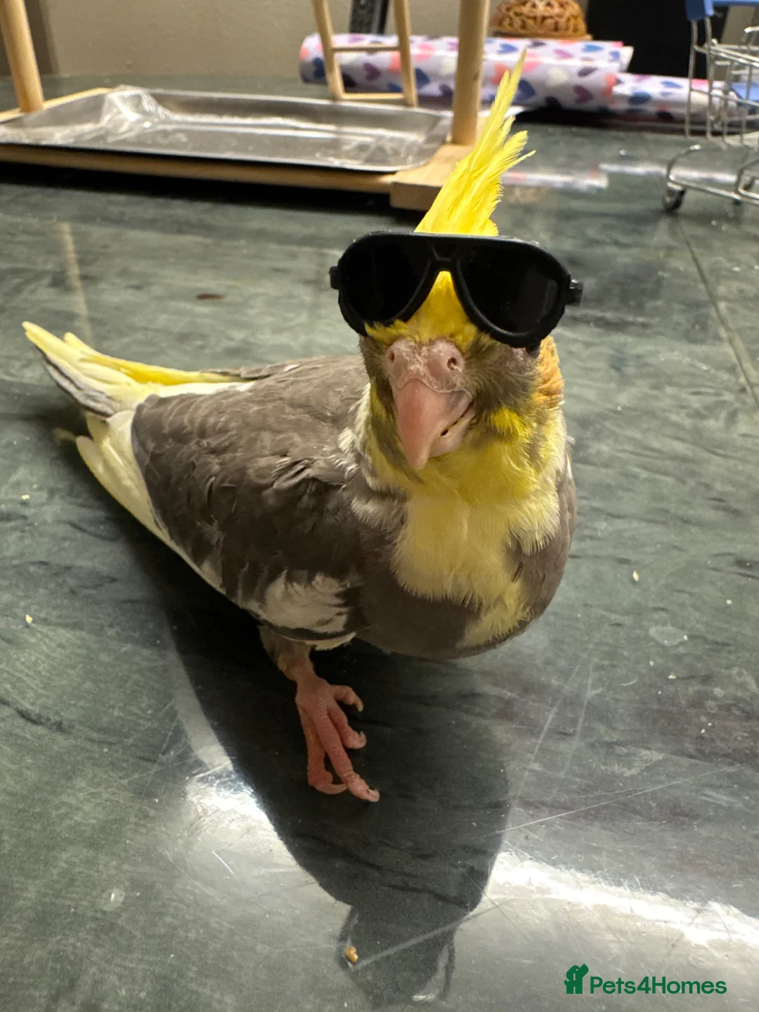 Cockatiels birds for sale: Baby cockatiels for sale  - Advert 1