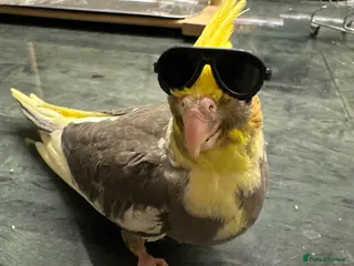 Cockatiels birds Baby cockatiels for sale - Advert 1