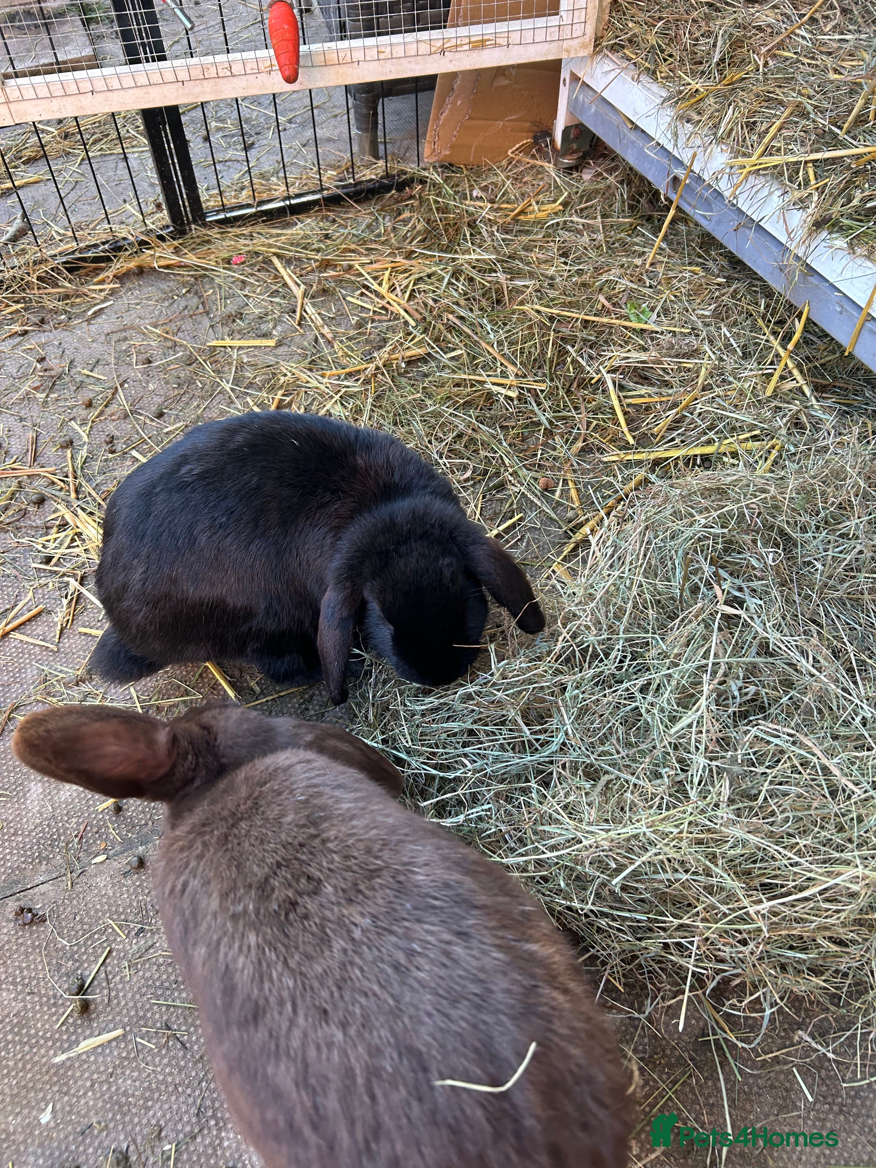 Mini Lop rabbits 2 lovely male rabbits  - Advert 17
