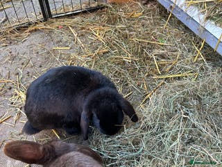 Mini Lop rabbits 2 lovely male rabbits - Advert 7