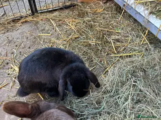 Mini Lop rabbits 2 lovely male rabbits - Advert 17