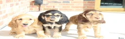 Cocker Spaniel dogs for sale: Kennel Club Registered Show Type Cocker puppies - Advert 17