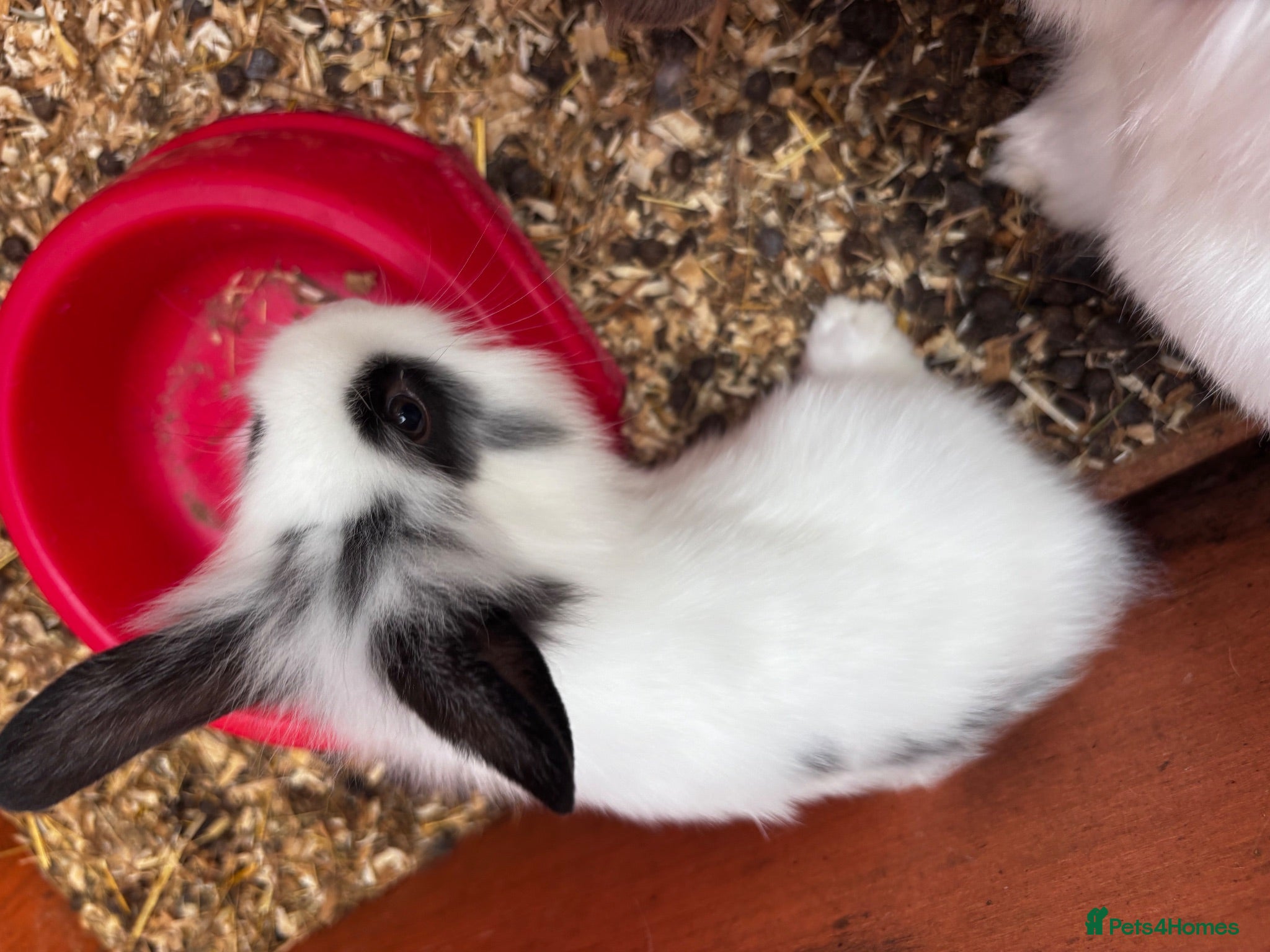 Mini Lion Lop rabbits 3 Beautiful Mini Lionhead Lops - Advert 2