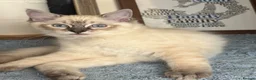 Ragdoll cats for sale: Ragdoll boy and girl - Advert 6