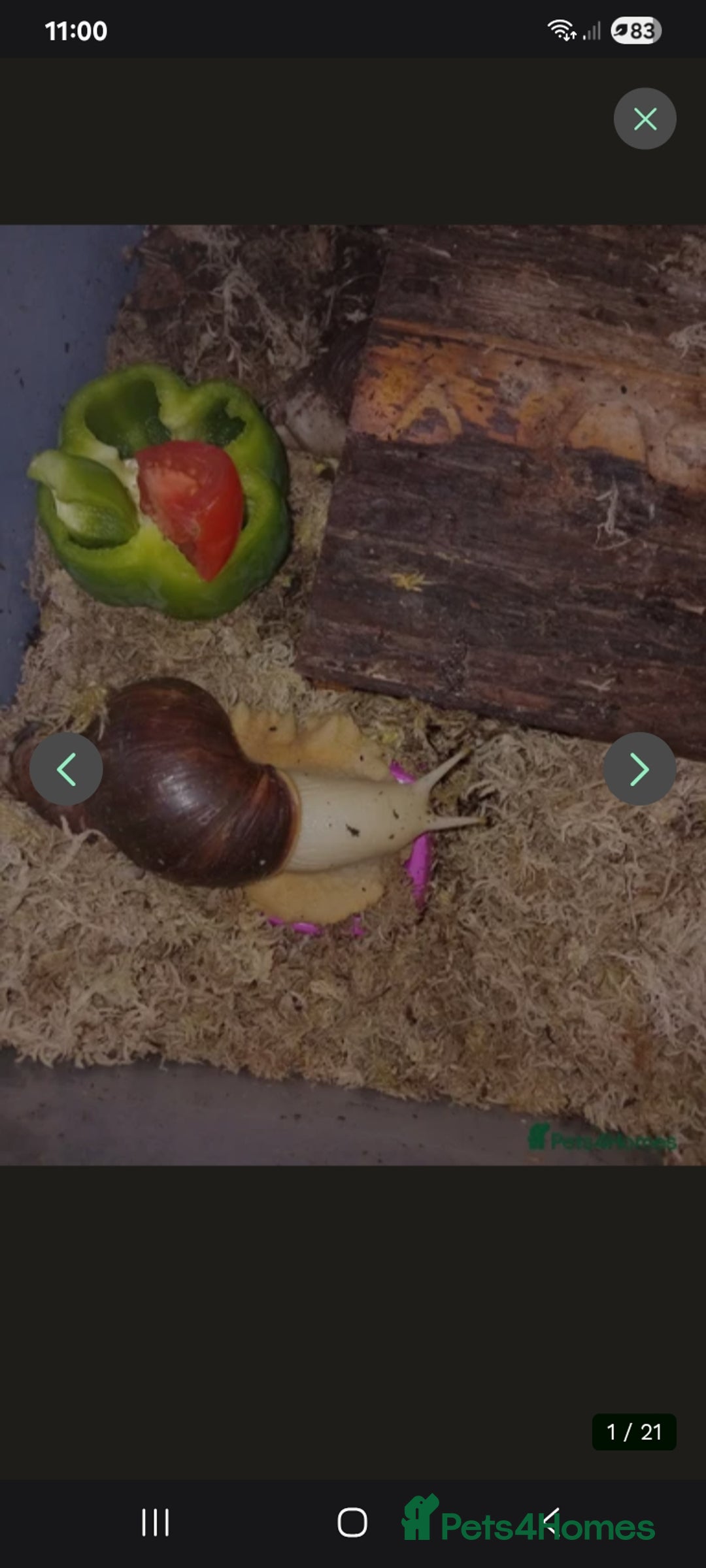 Snails invertebrates for sale: Baby giant African land snails Fulica  - Advert 1