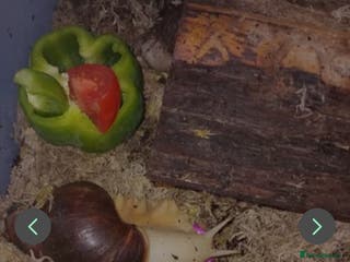 Snails invertebrates Baby giant African land snails Fulica - Advert 1