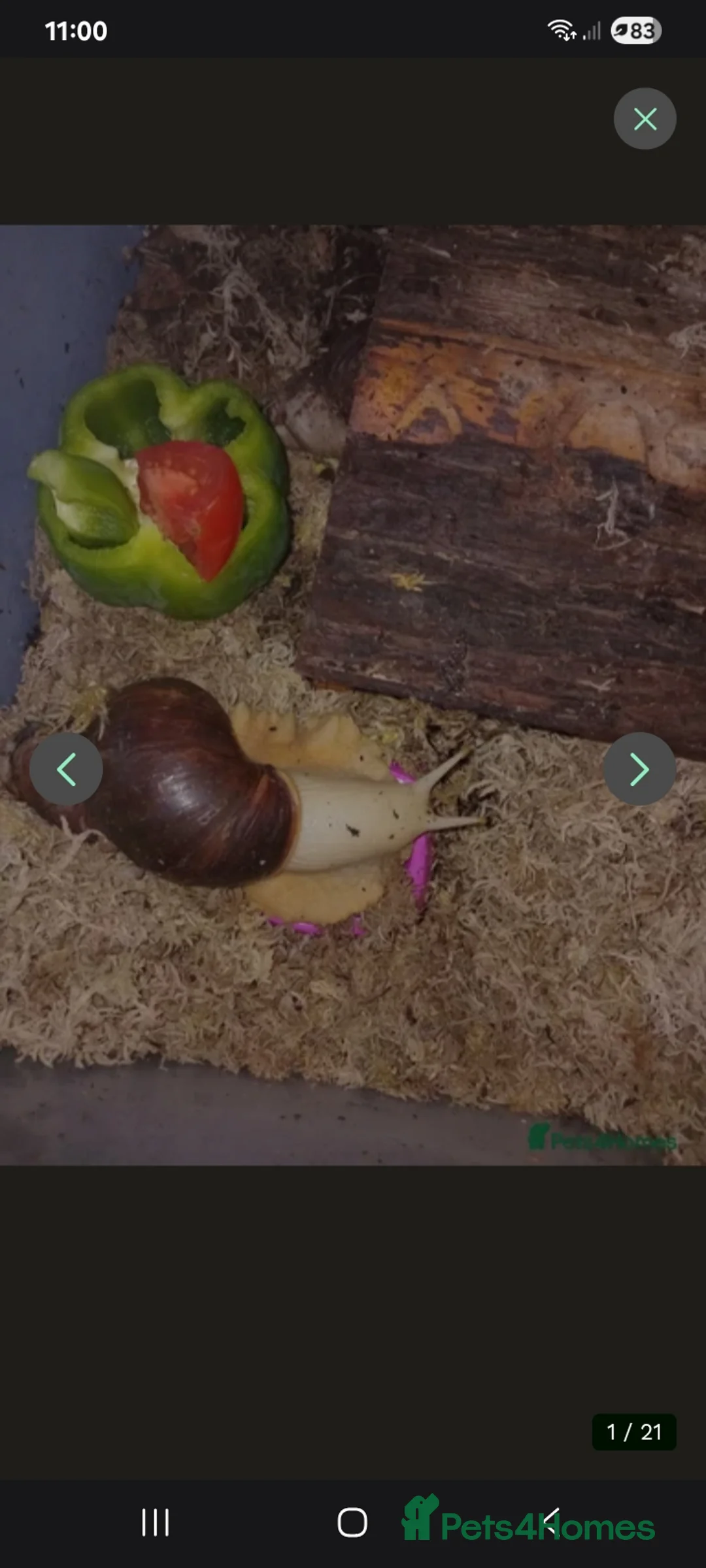 Snails invertebrates for sale: Baby giant African land snails Fulica Free - Advert 1