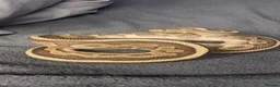 Python Snake reptiles for sale: Pastel Royal python  in Gloucester - Advert 4