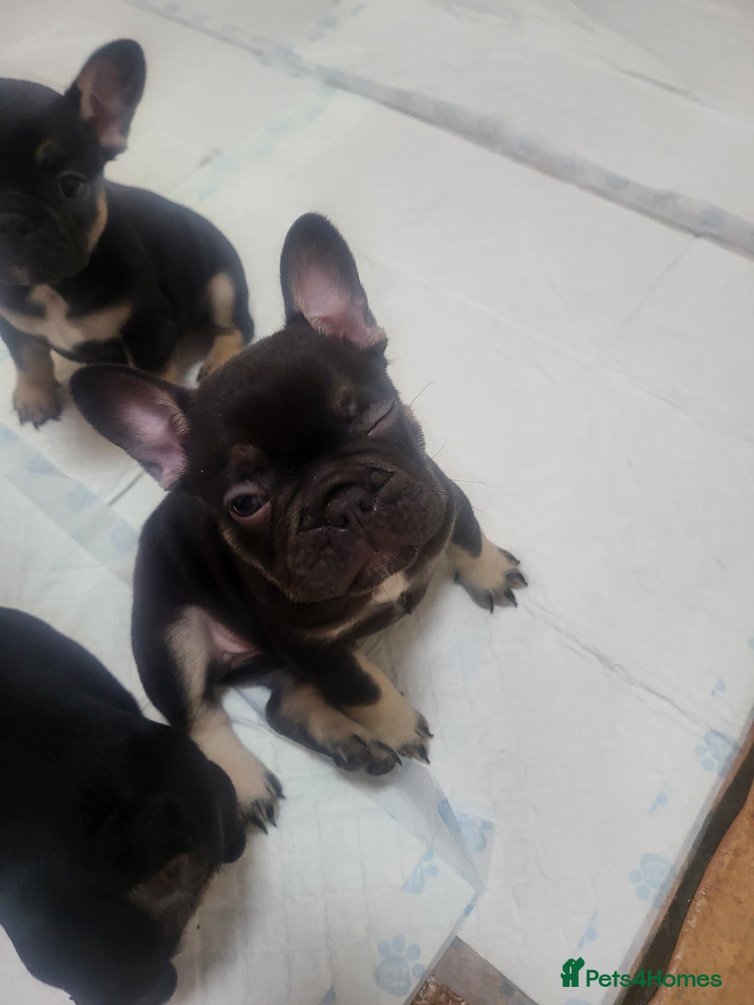 French Bulldog dogs for sale: Beautiful frenchie puppies  - Image 8