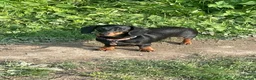 Miniature Dachshund dogs for sale: Outstanding Miniature Dachshund Pups - Advert 7