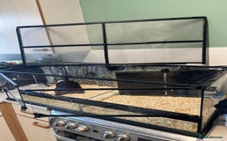 Python Snake reptiles for sale: Friendly Female Ball Pytho, Full Viv & feeding box - Image 7