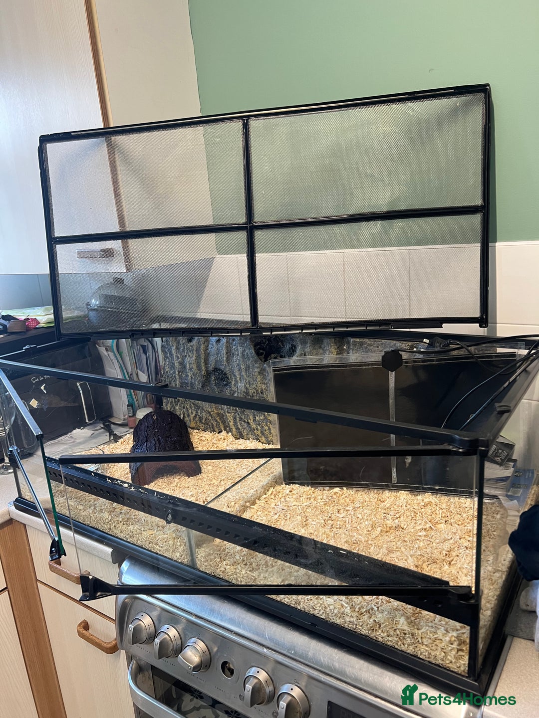 Python Snake reptiles for sale: Friendly Female Ball Pytho, Full Viv & feeding box - Image 7