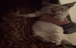 Bengal cats for sale: Final offer Savannah x Snow Bengal kittens 2M 1F - Image 8